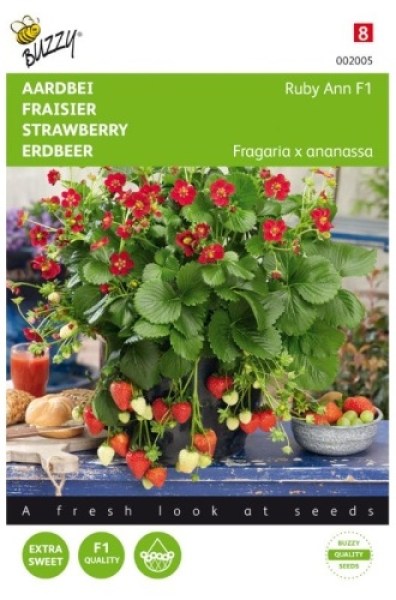 002005 semena jahod Ruby Ann F17